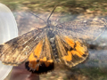 Light Orange Underwing